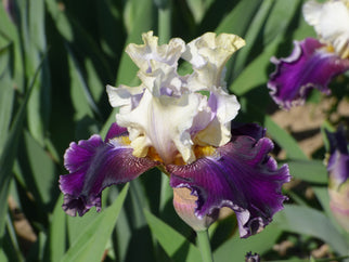 Someday I Will Tall Bearded Iris