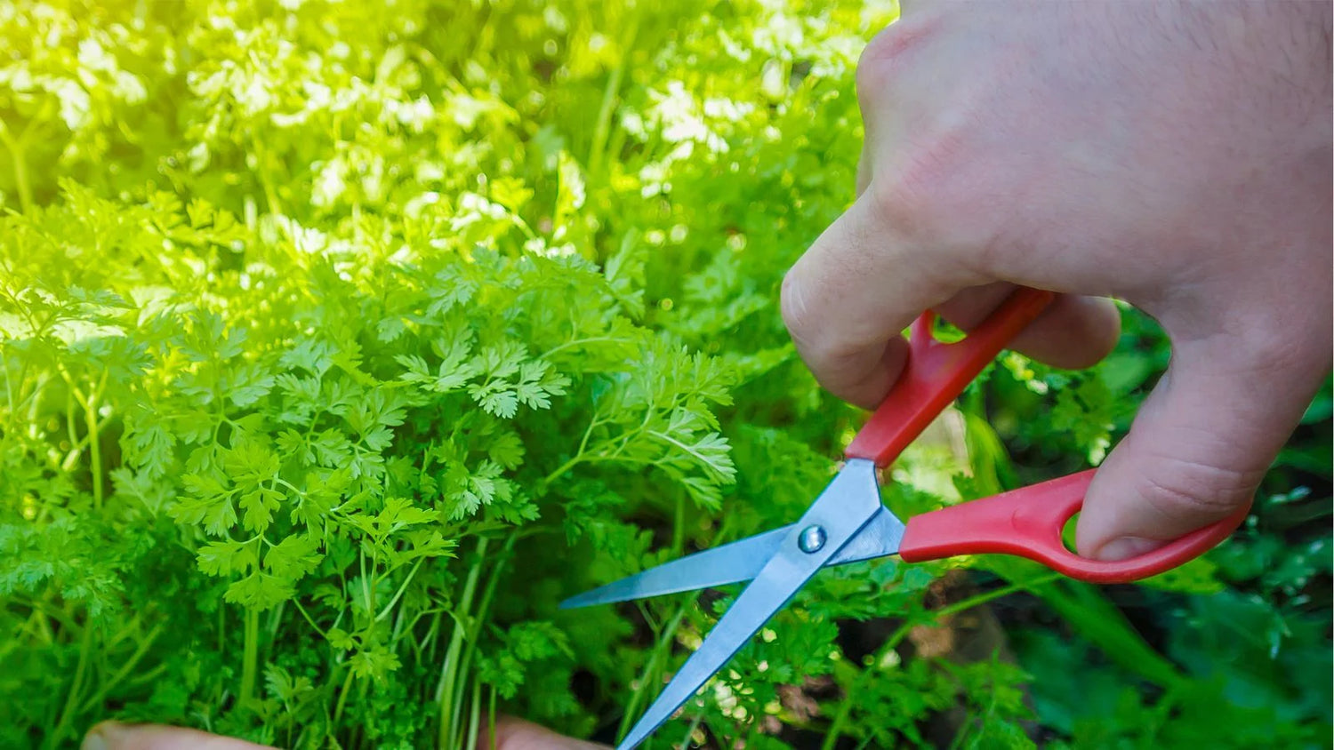 Chervil Microgreen Seed