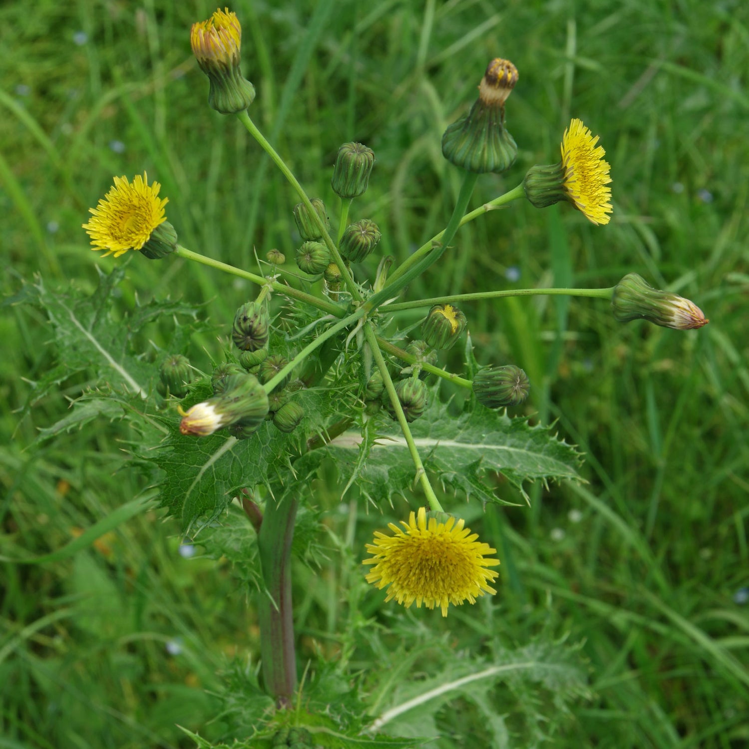 Sonchus Asper Seed