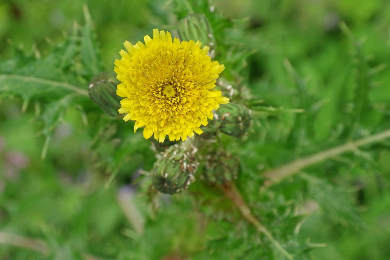 Sonchus Asper Seed