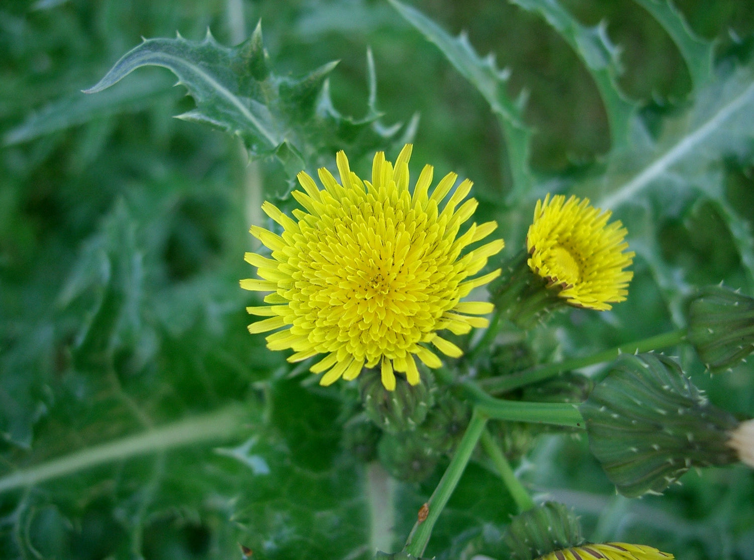 Sonchus Asper Seed