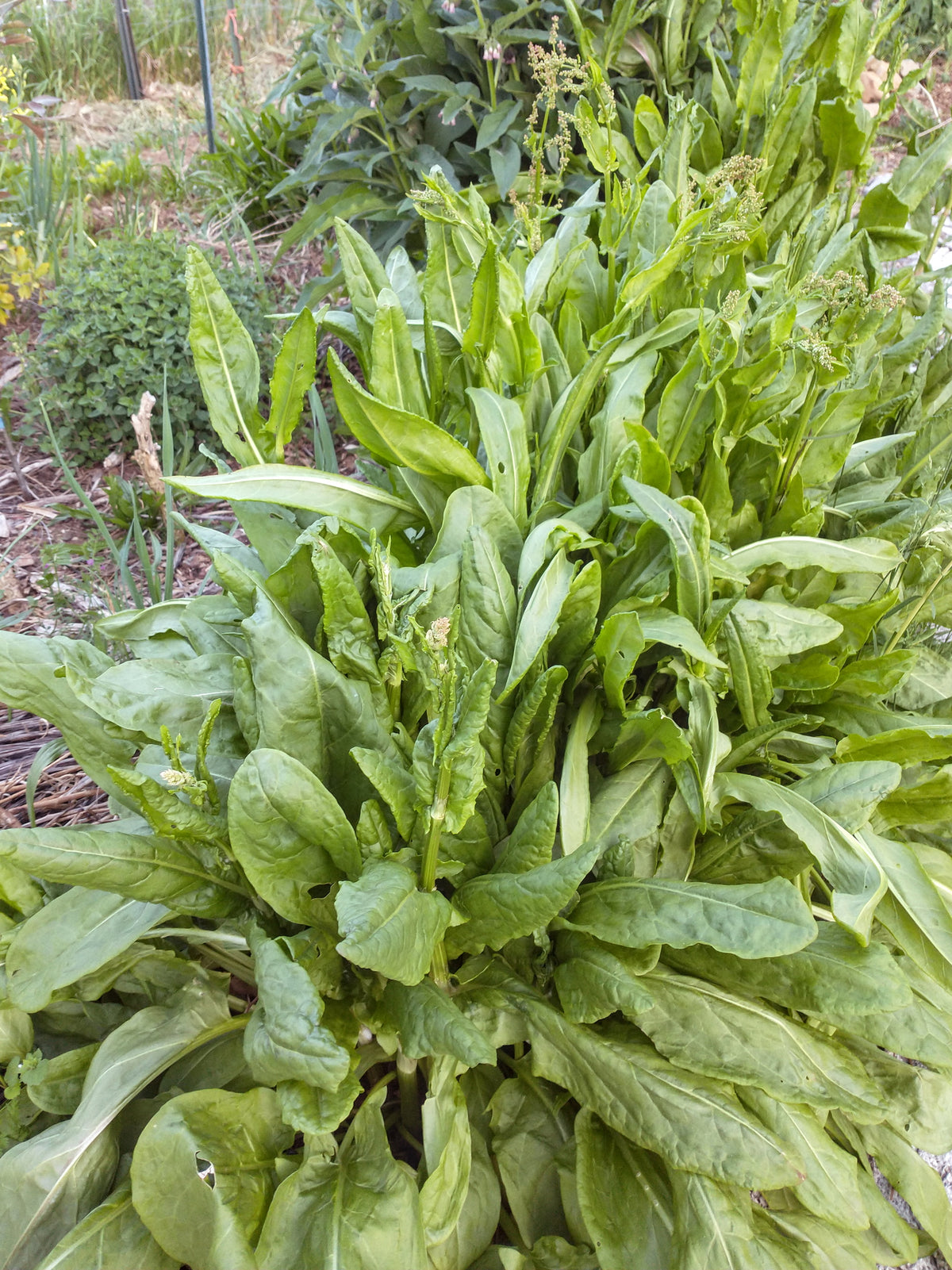 Sorrel herb plant growing vigorously in a container herb planter next to a kitchen window.
