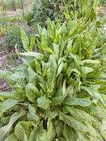 Sorrel herb plant growing vigorously in a container herb planter next to a kitchen window.