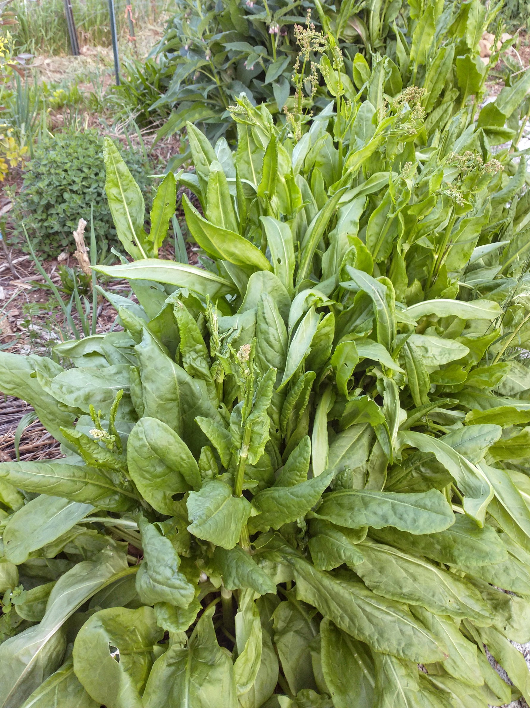 Sorrel herb plant growing vigorously in a container herb planter next to a kitchen window.