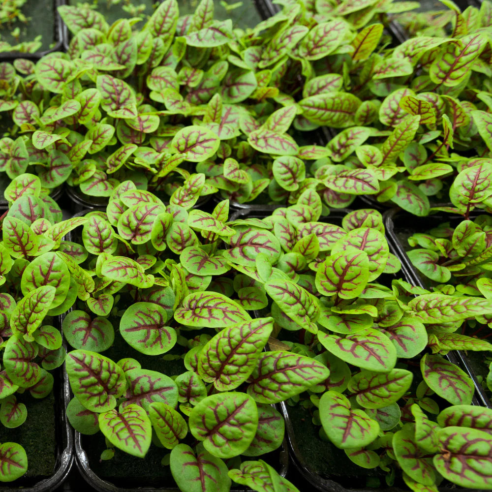Large-Leaf Sorrel in a salad - fresh, lemony flavor herb for cooking.
