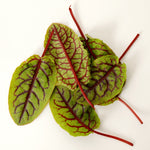 Sorrel Seeds packet - Red-Veined Sorrel seeds for culinary herb garden.