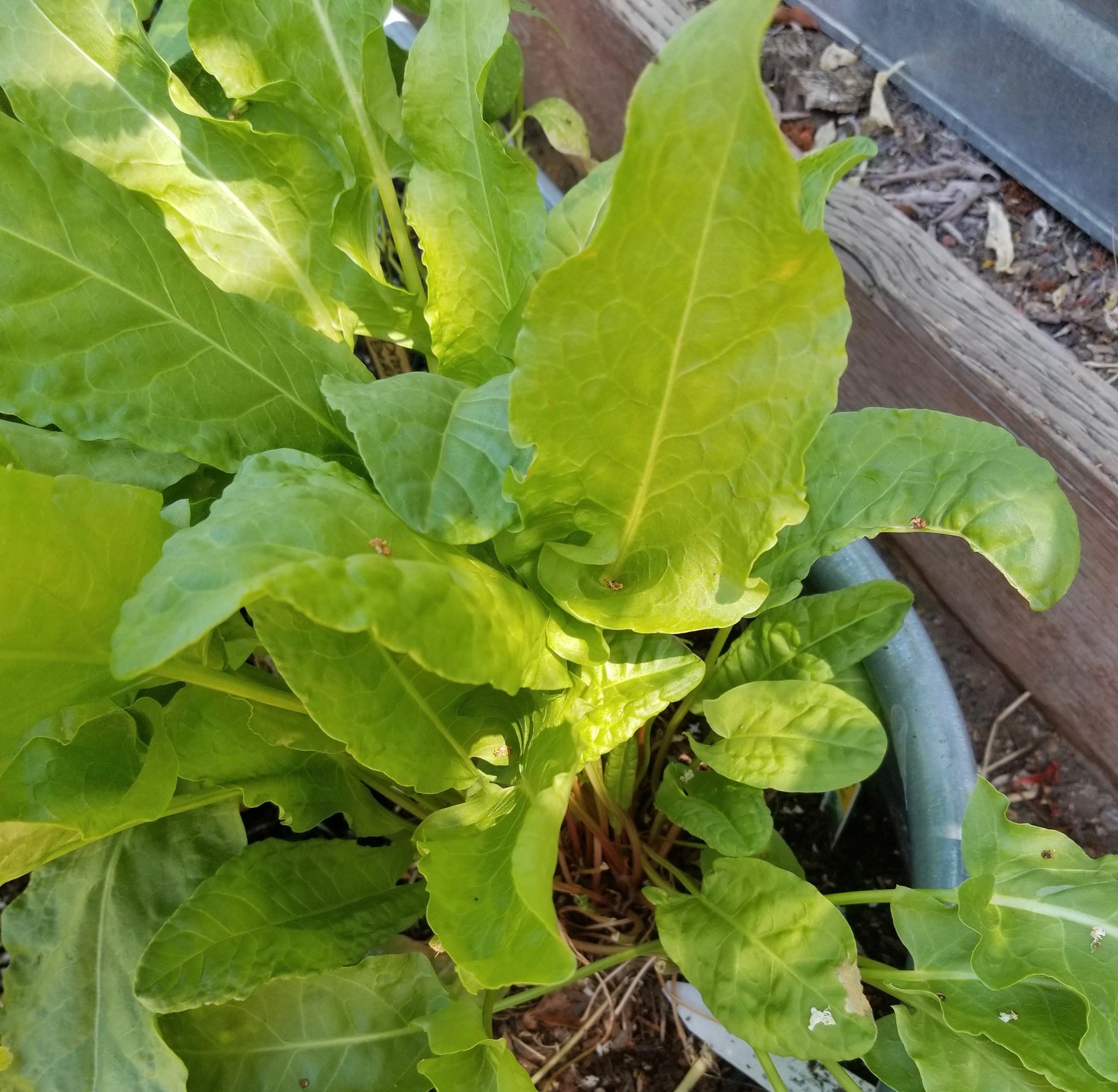 Premium Non-GMO Sorrel seeds packet (Rumex acetosa) for kitchen garden.