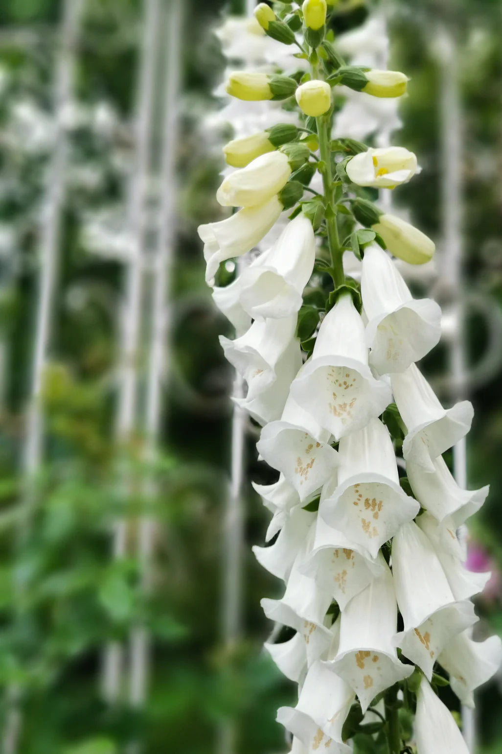 Digitalis - White