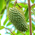 Soursop fruit cut open showing the white, creamy pulp and large seeds
