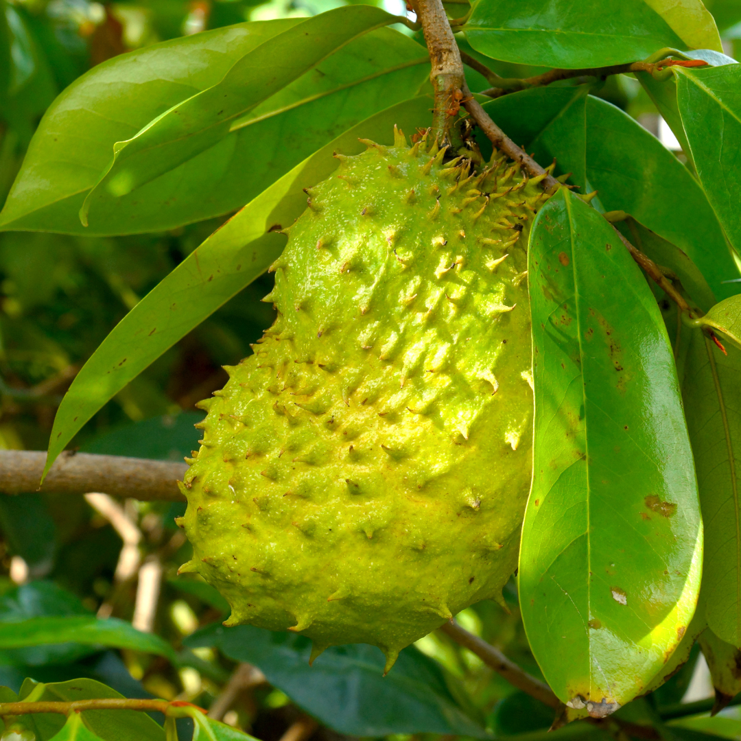 Soursop – Tropical Superfruit with Sweet, Tangy Flavor and Health Benefits