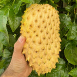 Small Soursop seedling growing in a pot for indoor starting tropical seeds