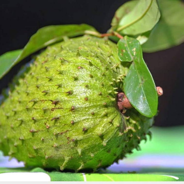Soursop perennial tree with dark, glossy leaves in a tropical garden