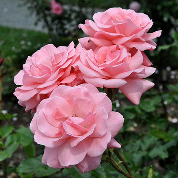Pink Climbing Rose Hybrida Flowering Seeds For Planting in home garden and decorative arches