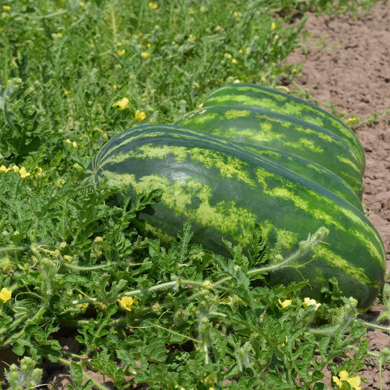 Sangria hybrid watermelon vine growth in garden