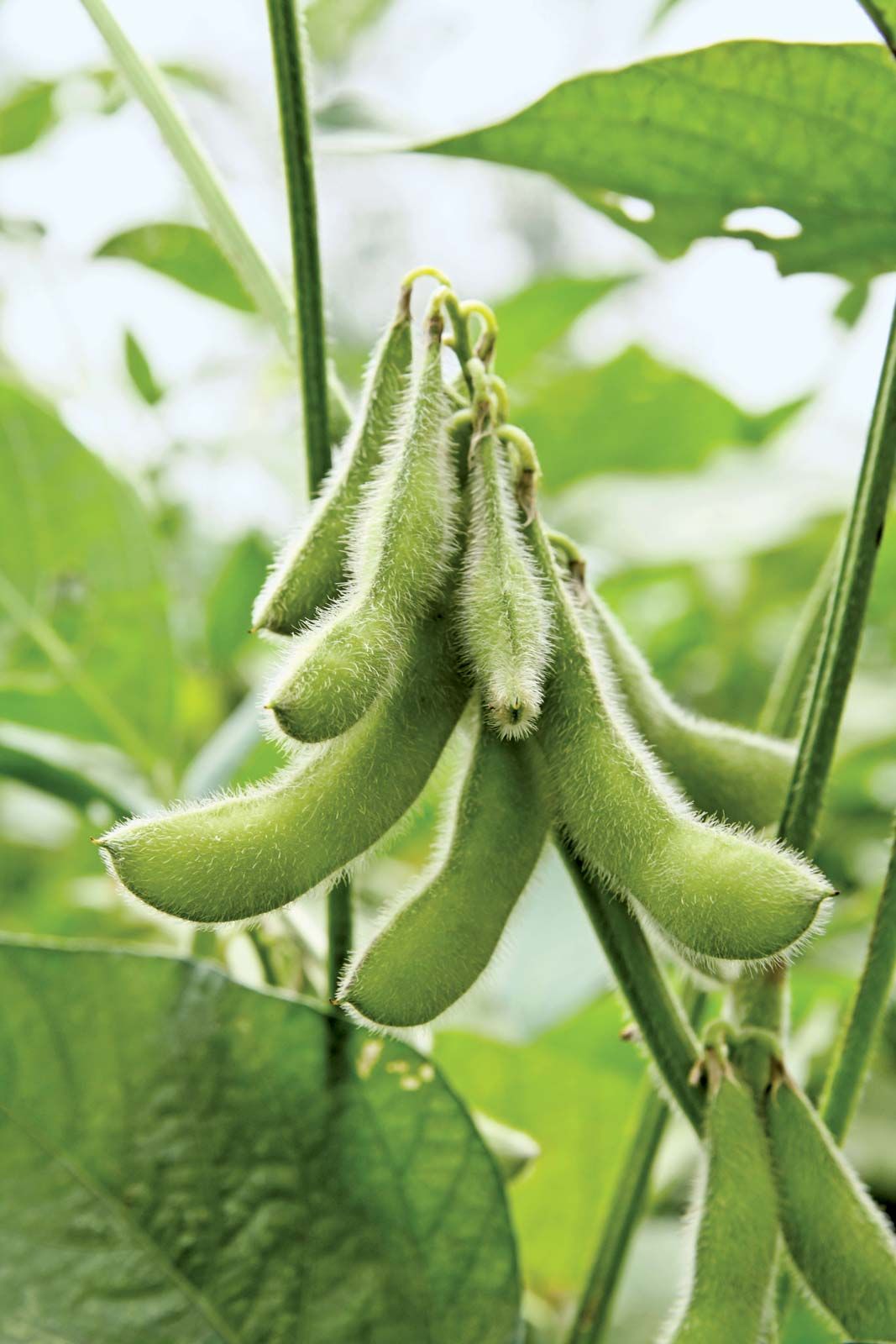 Soybean Seeds