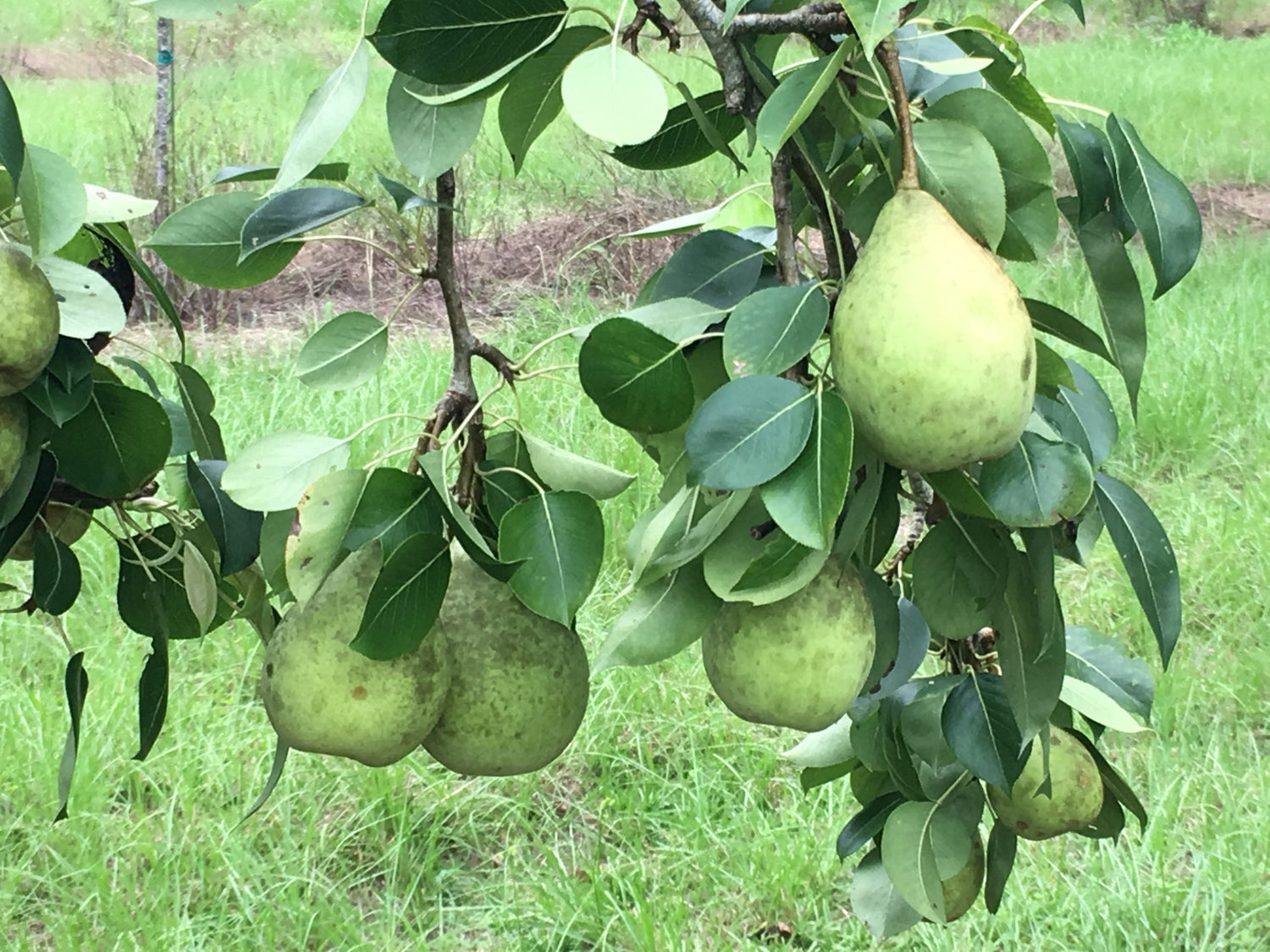 Le Conte Pear (Pyrus communis)