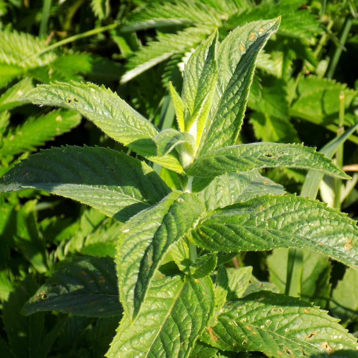 Green Spearmint Seeds – Refreshing Herb for Drinks-Heirloom & Non-GMO Seeds for planting – Fresh Herb for Your Garden