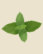 Mature Spearmint herb Mentha Spicata plant growing in a container