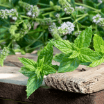 Close-up of fresh Mentha Spicata leaves, best for culinary herb use