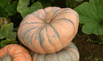 Speckled Hound Pumpkin Cucurbita pepo seeds for planting