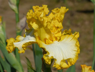 Speed of Light Tall Bearded Iris