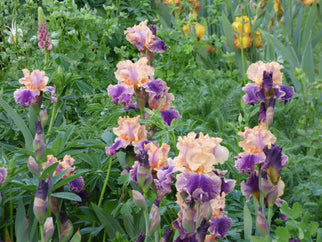 Spendthrift Tall Bearded Iris