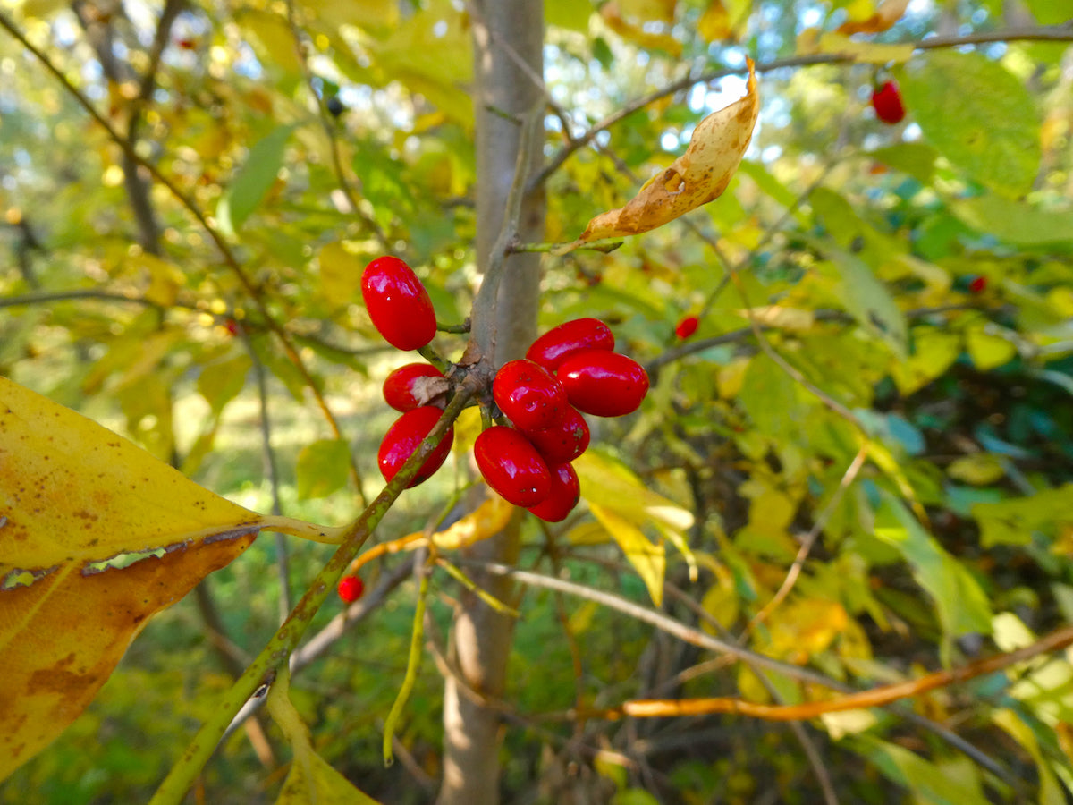 Spicebush Bush Seeds for Planting Lindera Benzoin – Heirloom, Non-GMO, High Germination Organic Garden Seeds