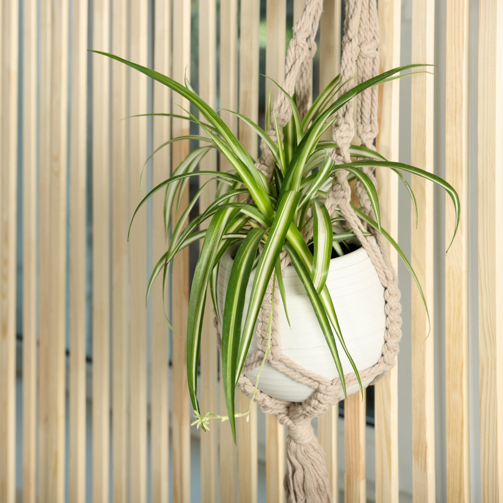 chlorophytum comosum seeds Chlorophytum comosum Flower Seeds