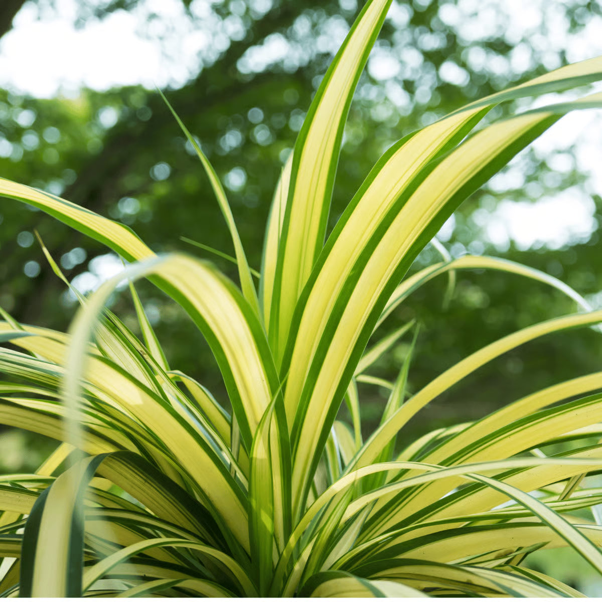 buy spider plant seeds Spider Plant Chlorophytum comosum flower seeds for planting in indoor pots or hanging baskets