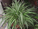 Healthy Spider Plant as a decorative indoor houseplant