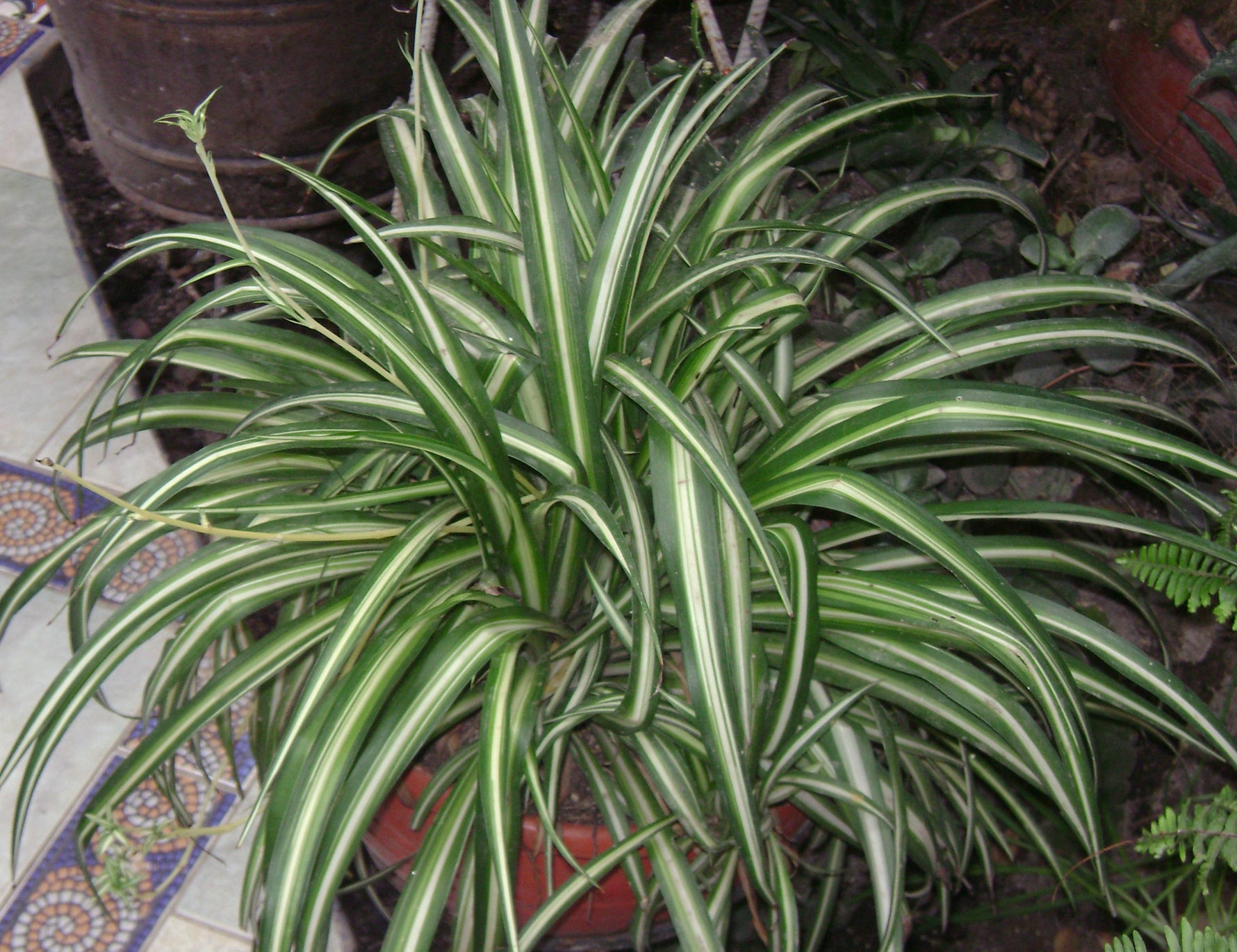 Healthy Spider Plant as a decorative indoor houseplant