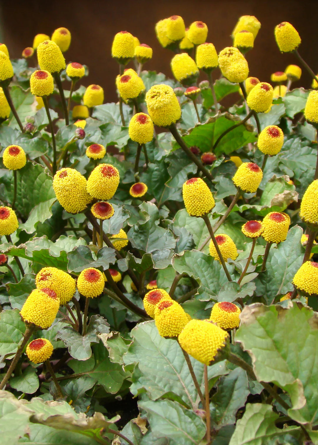 Hand harvesting Spilanthes leaves known for their numbing sensation and medicinal properties.