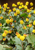 Hand harvesting Spilanthes leaves known for their numbing sensation and medicinal properties.