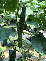 Spined Type Disease Resistant Cucumber For Sowing heirloom non-gmo organic garden seeds