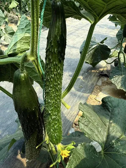 Spined Type Disease Resistant Cucumber For Sowing – Heirloom, Non-GMO, High Germination Organic Garden Seeds