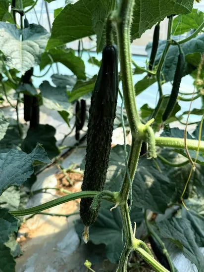 Spined Type Excellent Quality Cucumber For Sowing heirloom non-gmo organic garden seeds