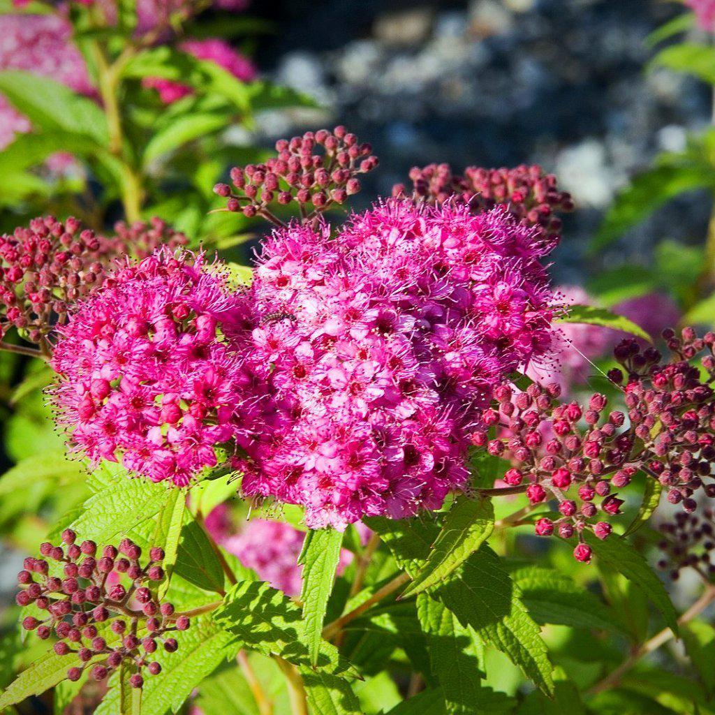 Spiraea Thunbergii "Bridal Wreath" Seeds