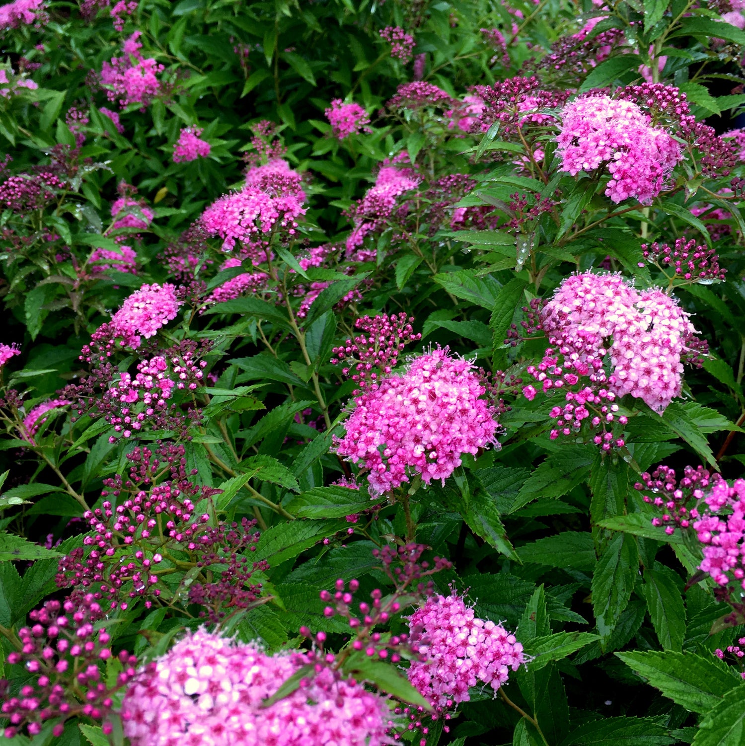 Spiraea Thunbergii "Bridal Wreath" Seeds