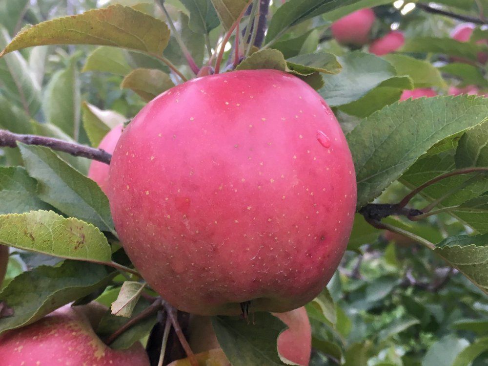 Splendor Apple – A Crisp, Juicy Delight for Every Bite