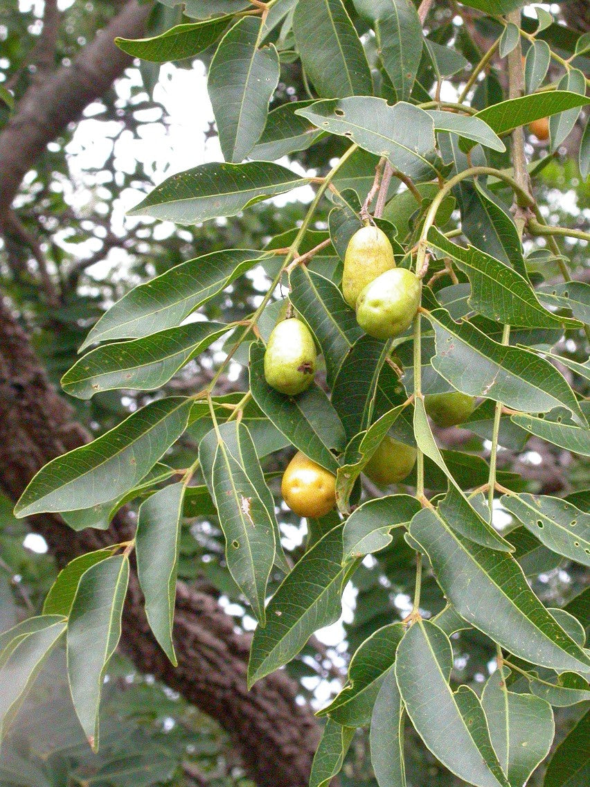 Umari (Spondias mombin) - Yellow Mombin, Hog Plum