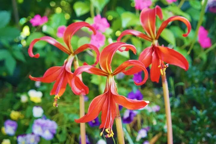 Sprekelia Flower Seeds for Planting - NON GMO Seeds Dhara Seeds