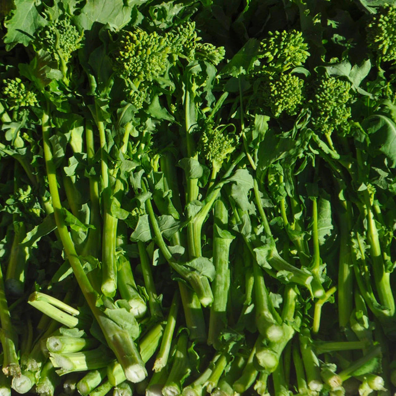 Heirloom Broccoli Raab Seeds for Planting