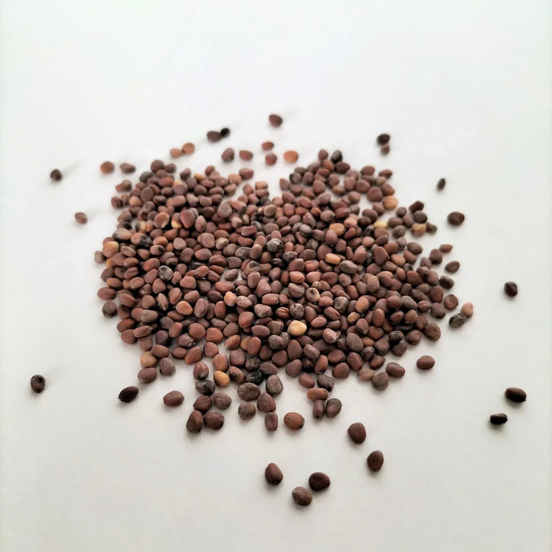 high-germination-non-gmo-flavorful-radish-seeds

