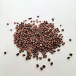 high-germination-non-gmo-flavorful-radish-seeds

