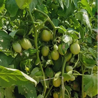 Square Shape Semi Determinate Tomato , Hybrid Tomato heirloom non-gmo organic garden seeds