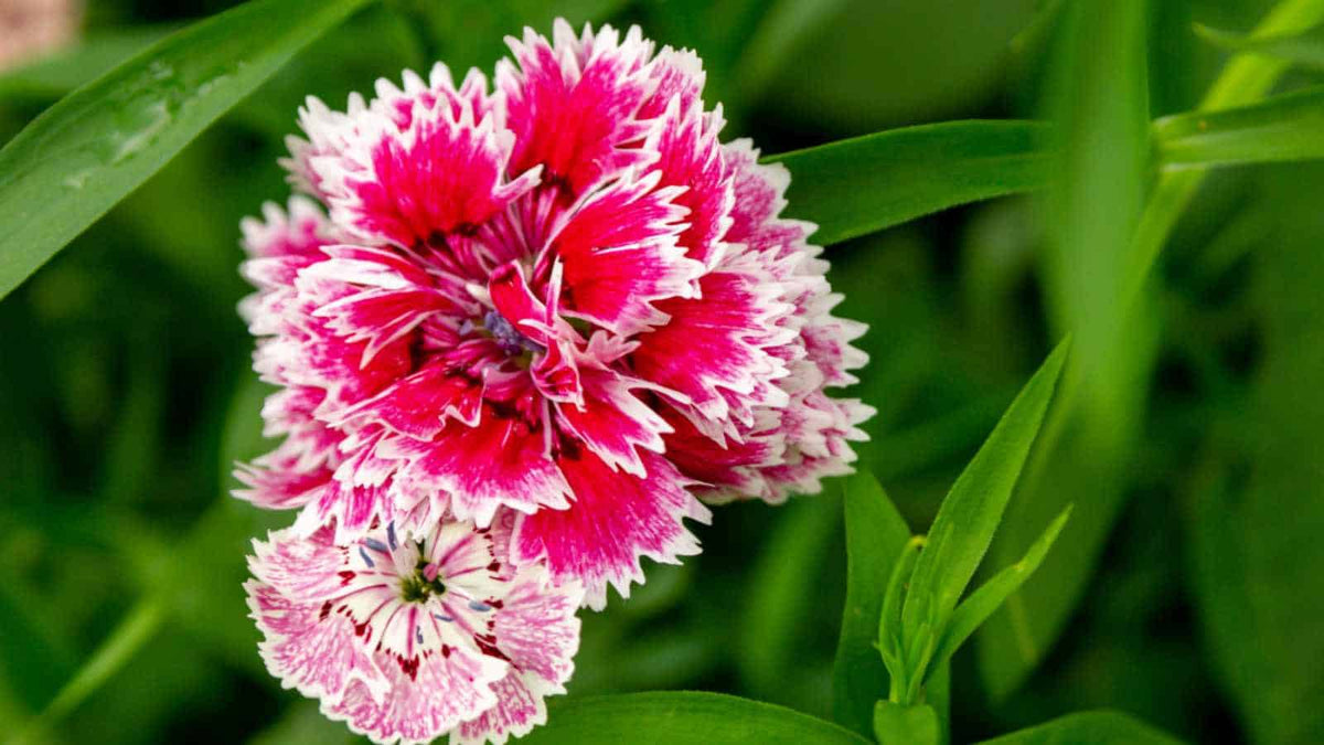 Pink Carnation Seeds – Elegant Fragrant Blooms for Bouquets & Edging