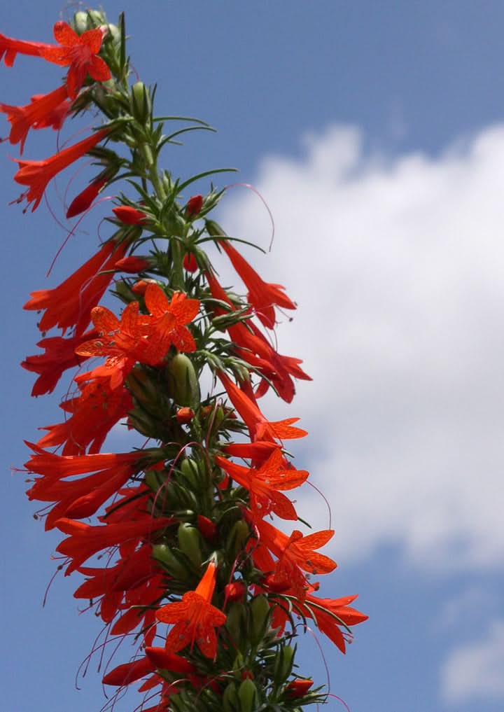 Standing Cypress red Flower Seeds for Planting – Tall Pollinator-Friendly Garden Blooms