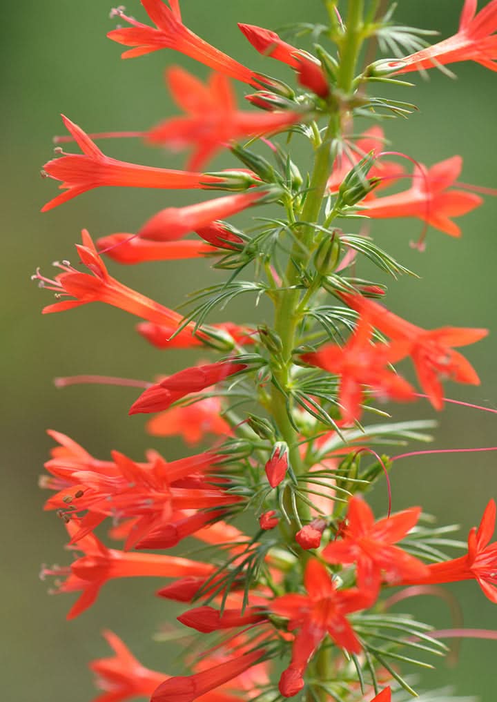 Standing Cypress red Flower Seeds for Planting – Tall Pollinator-Friendly Garden Blooms