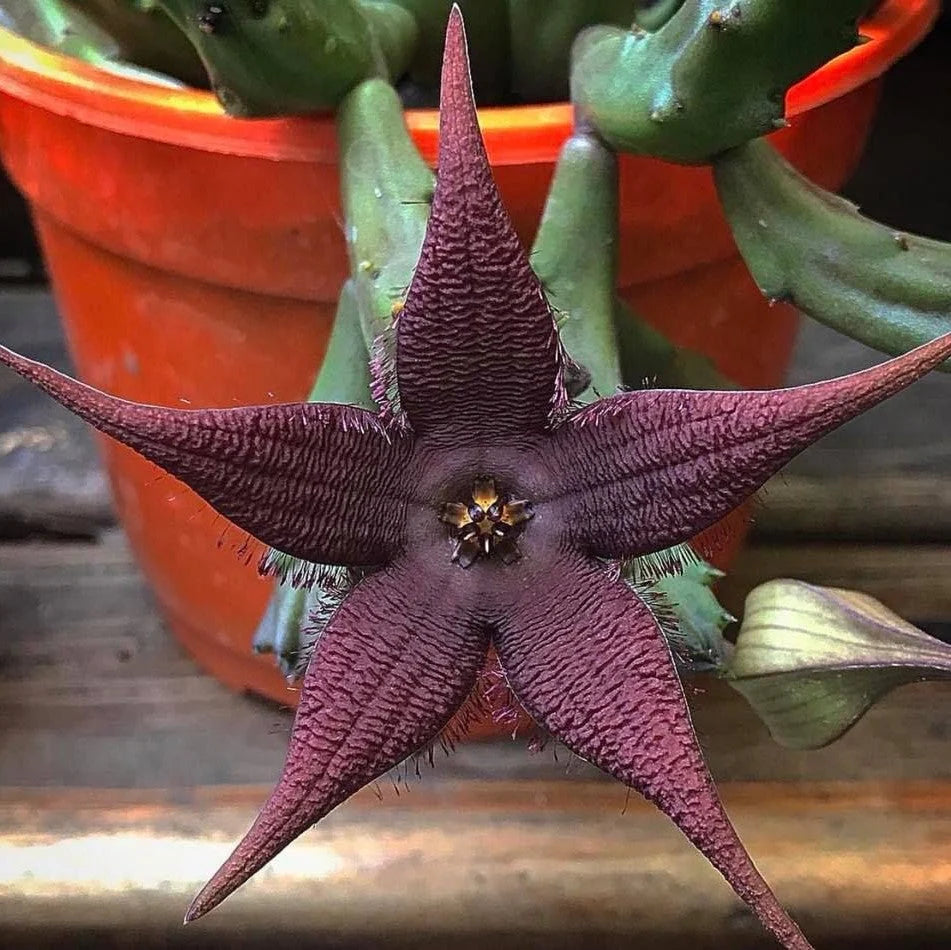 Stapelia Pulchella Stapelia Flowering Seeds For Planting and Gardening