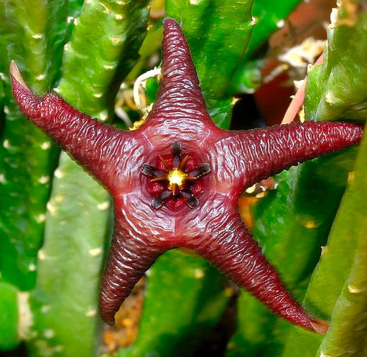 Green Stapelia Plant Seeds for Planting heirloom & Non-GMO Seeds